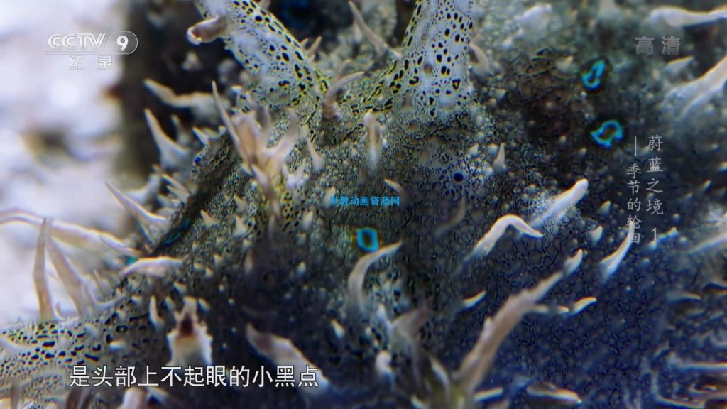 图片[2]-蔚蓝之境纪录片完整版中国海洋自己的第一部自然类纪录片在线观看百度云网盘下载-儿童早教